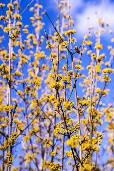 Carneool kersen kornoelje bloesem in het voorjaar in Duitsland — Stockfoto