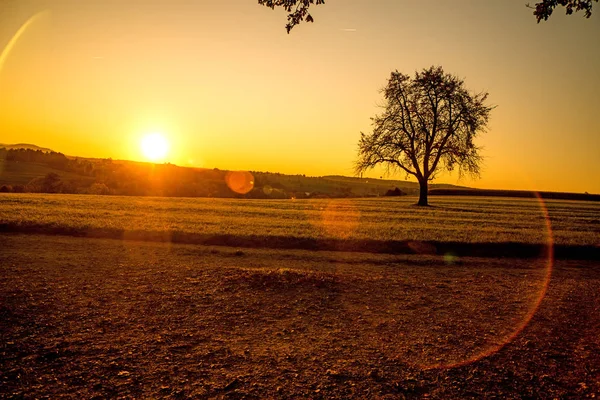 Sonnenuntergang im Herbst mit Baum — Stockfoto