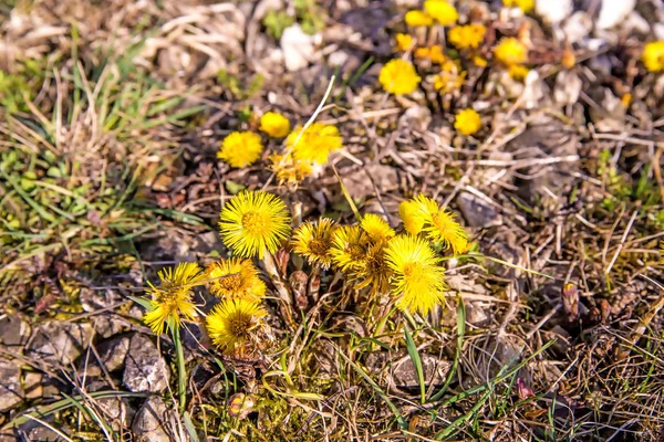 Coltsfoot, medicinal plant with flower in spring — Stock Photo, Image