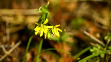 Sarı Star-of-Bethlehem, Almanya'da bahar çiçek