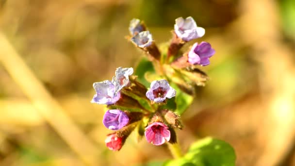 Lungwort Tıbbi Bitki Bahar Çiçek Almanya Ile — Stok video