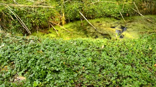 Водяний Кревет Свіжа Їжа Трава Лікарська Рослина Навесні — стокове відео