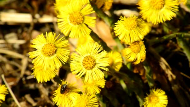 Coltsfoot Erva Medicinal Flor Primavera Uma Floresta Alemã — Vídeo de Stock