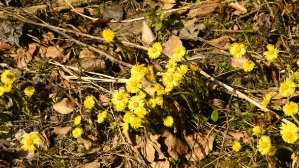 Coltsfoot Erva Medicinal Flor Primavera Uma Floresta Alemã — Vídeo de Stock