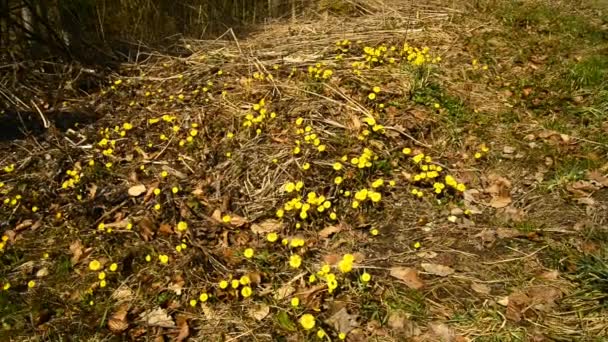 Coltsfoot Herbe Médicinale Fleur Printemps Dans Une Forêt Allemande — Video