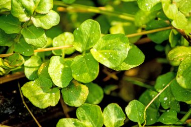 Su teresi, taze Yenilebilir bitki ve tıbbi bitki bahar