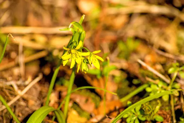 Yellow Star-of-Bethlehem, flower in spring in Germany — Stock Photo, Image