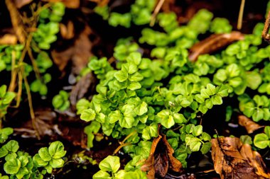 Su teresi, taze Yenilebilir bitki ve tıbbi bitki bahar