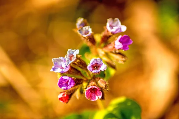 德国春季花卉 lungwort 药用植物 — 图库照片