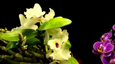 Kamera sürücü ile orkide çiçekleri