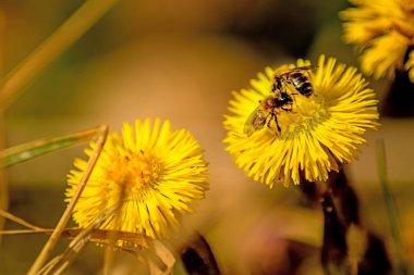 Coltsfoot, şifalı bitki, bir Alman ormanda bahar çiçek