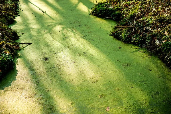 Maleza común en la superficie de un estanque —  Fotos de Stock