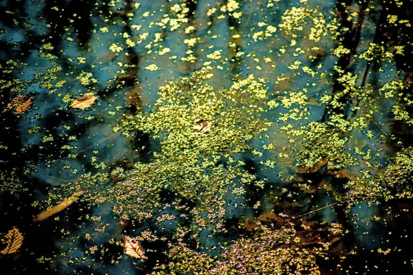 Wasserlinse auf der Oberfläche eines Teiches — Stockfoto