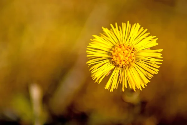 Coltsfoot, medicinal herb, flower in spring in a German forest — Stock Photo, Image