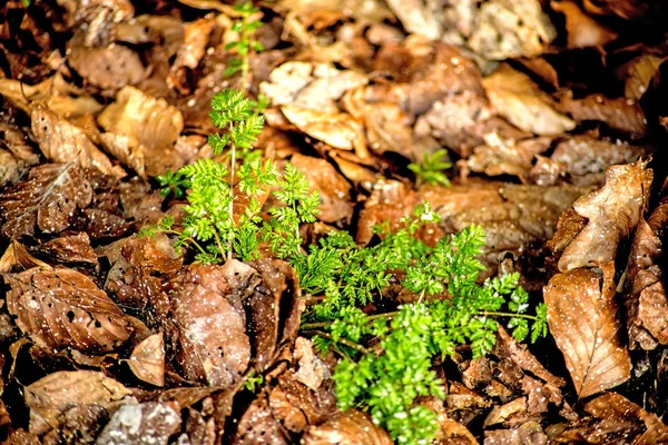 Chervil, spice in the German spring forest — Stock Photo, Image