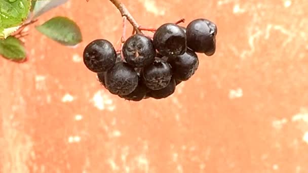 Baies Aronia Mûres Sur Arbre — Video