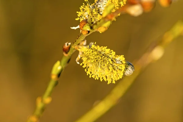 Весной в Германии цветут ивы — стоковое фото
