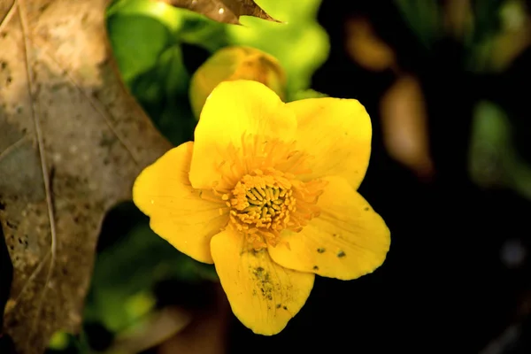 Marsh-marigold, spring flower in Germany — Stock Photo, Image