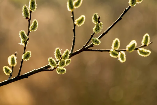 Willow blossom på våren i Tyskland — Stockfoto