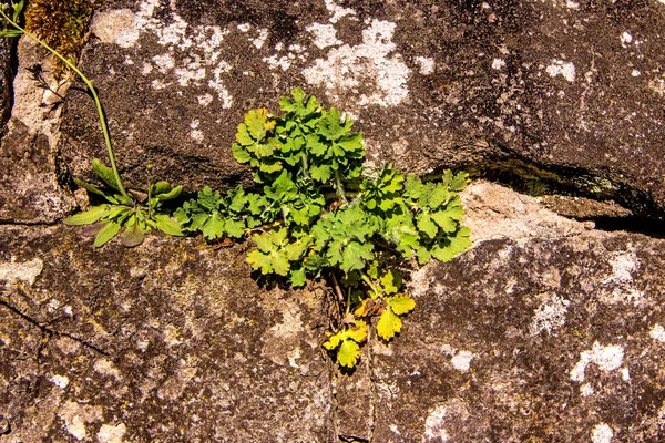 Celandine, erva medicinal em uma parede medieval — Fotografia de Stock