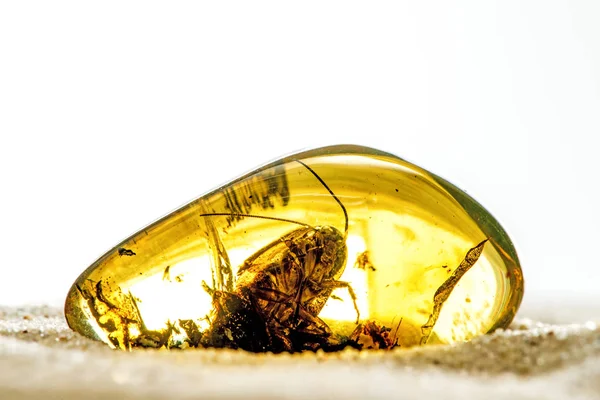 Amber with embedded beetle — Stock Photo, Image