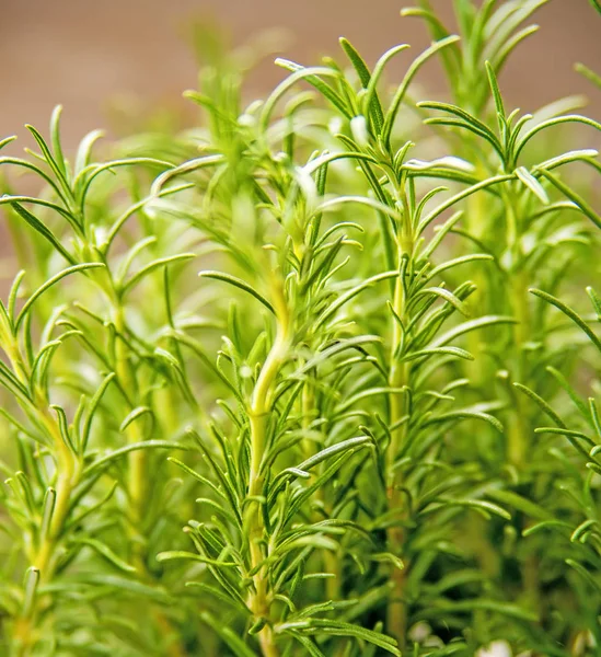 Rozmarýn, čerstvé zelené byliny na jaře — Stock fotografie