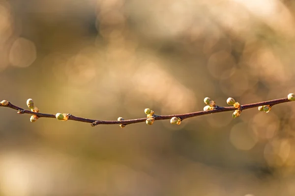 Schlehenblüte im Frühling, geschlossene Blütenknospen — Stockfoto