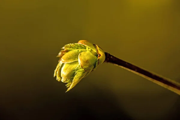 Árbol a principios de primavera — Foto de Stock