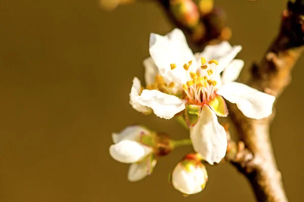 Wild cherry blossom in Germany in spring — Stock Photo, Image