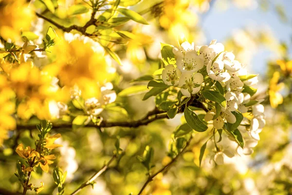 Fiori di ciliegio all'interno di fiori di forsythia in Germania in primavera — Foto Stock