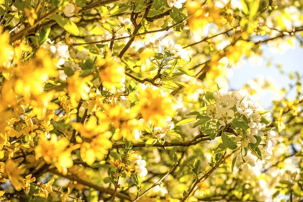 Fiori di ciliegio all'interno di fiori di forsythia in Germania in primavera — Foto Stock