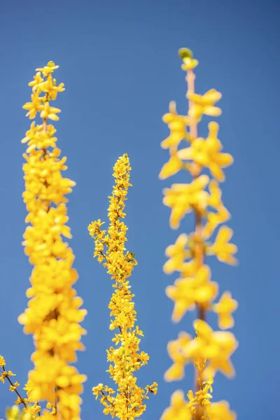Forsythia florescer na primavera na Alemanha — Fotografia de Stock