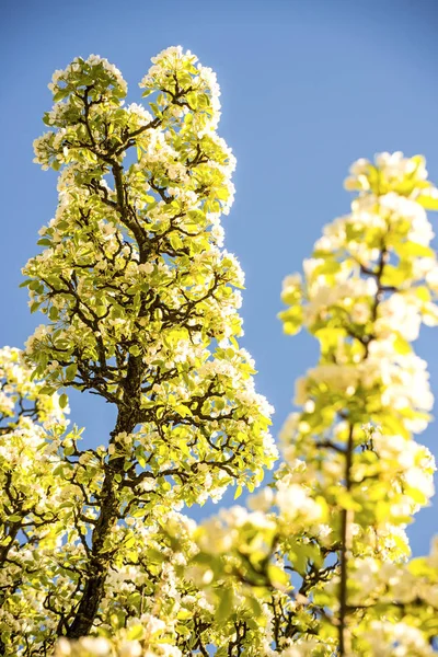 Fiore di ciliegio su un cielo blu — Foto Stock