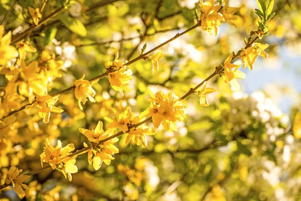 Forsythia bloeit in het voorjaar in Duitsland — Stockfoto