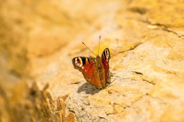 Tavus kuşu kelebek bir duvar