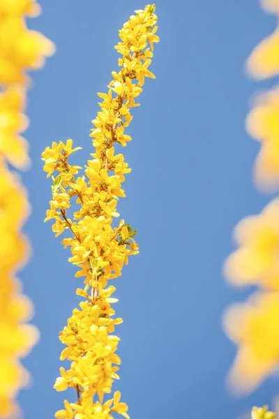 Forsythien blühen im Frühling in Deutschland — Stockfoto