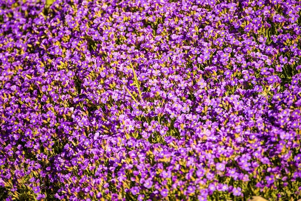Aubretia 꽃 봄에서 독일에서 — 스톡 사진