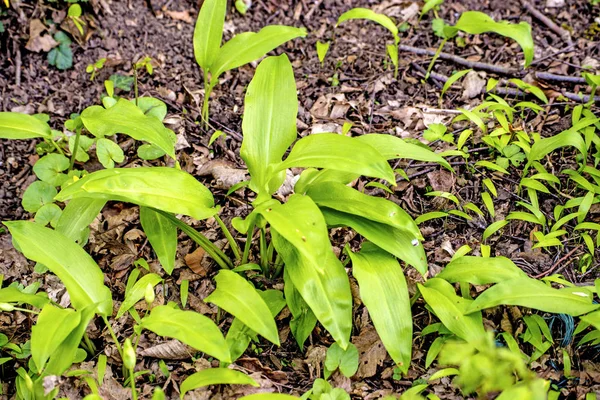 Ajo silvestre en un bosque alemán —  Fotos de Stock