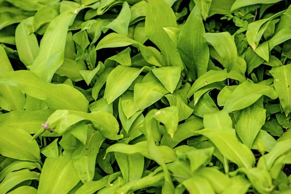 Wild garlic in a German forest — Stock Photo, Image