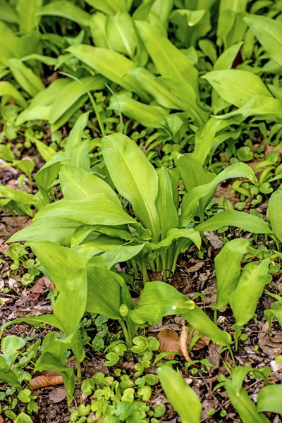 Aglio selvatico in una foresta tedesca — Foto Stock