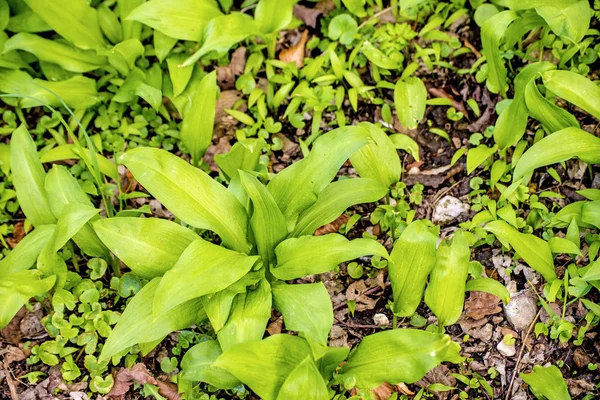 Wild garlic in a German forest — Stock Photo, Image