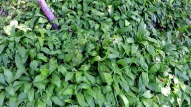 Bahar, sebze ve şifalı ot bir Alman ormandaki yabani sarımsak