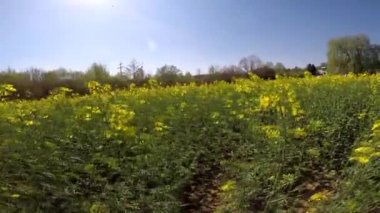 Tecavüz alanı çiçek açtı