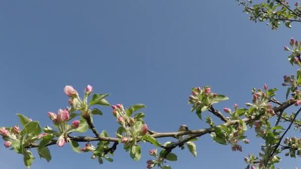 Elma Çiçeği Almanya — Stok video