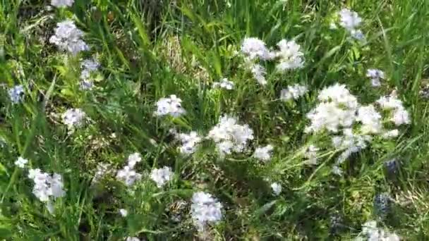 Cuckooflower 药用草本以花在4月在德国草甸 — 图库视频影像