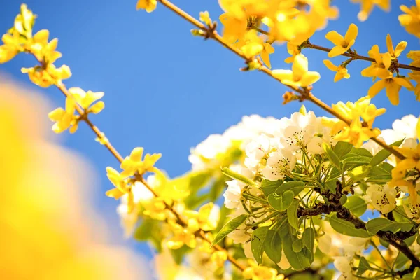 Fiori di ciliegio all'interno di fiori di forsythia in Germania in primavera — Foto Stock