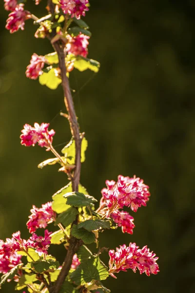 Quince blossom in spring in Germany — Stock Photo, Image