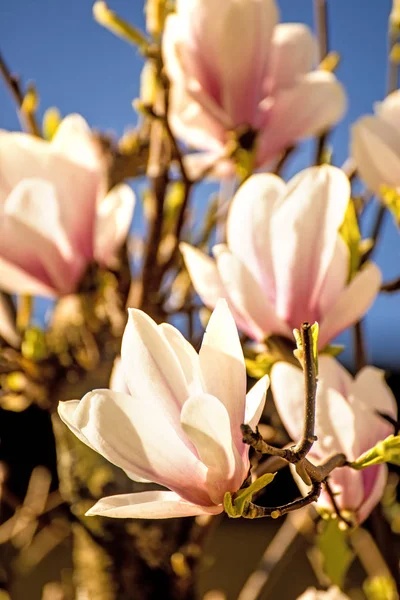 Magnolia blossom with blue sky — Stock Photo, Image