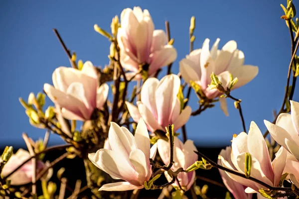 Magnolia blossom with blue sky — Stock Photo, Image