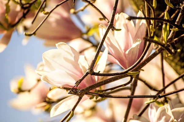 Magnolia blossom with blue sky — Stock Photo, Image